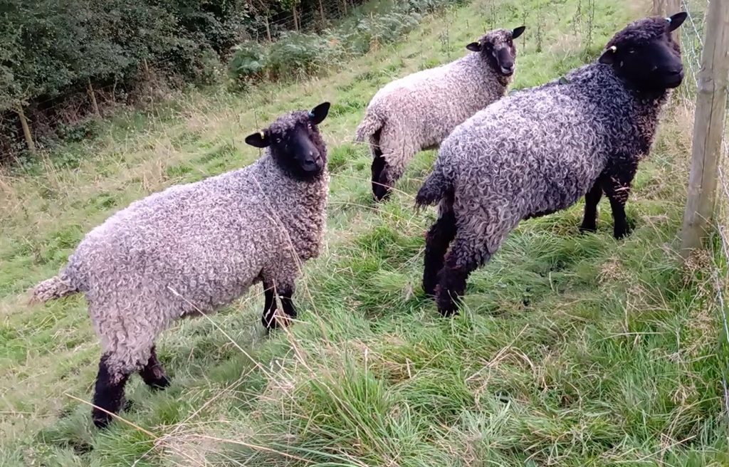 The Flock
