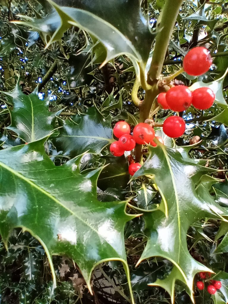 Holly
