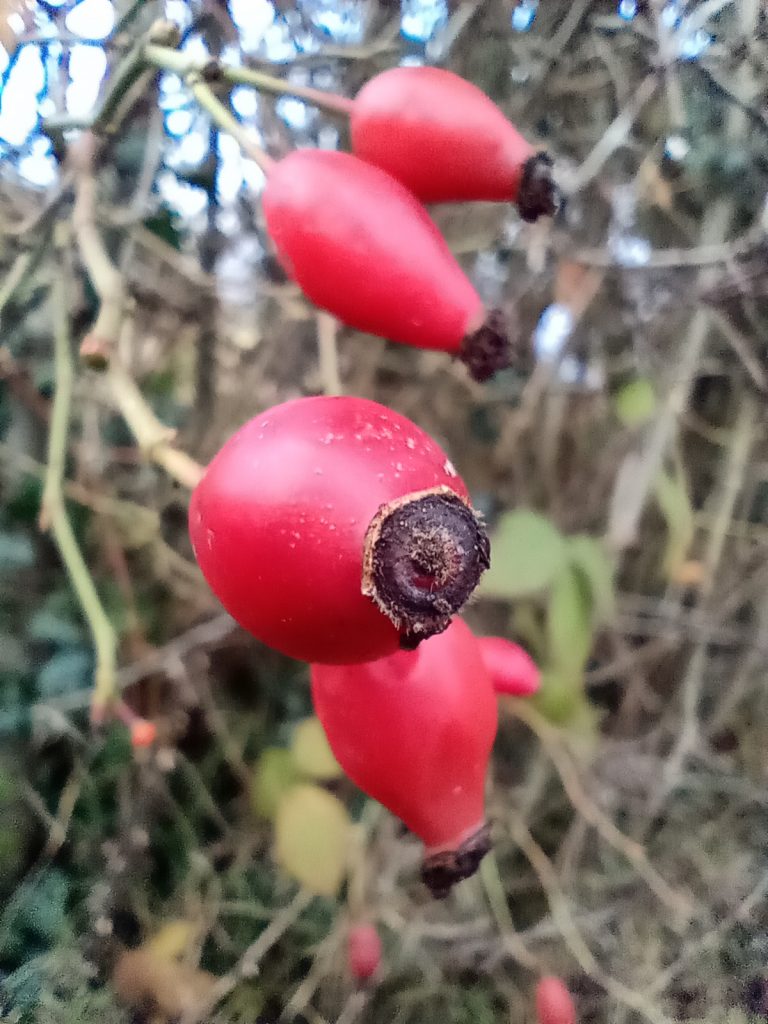 Berries in Autumn