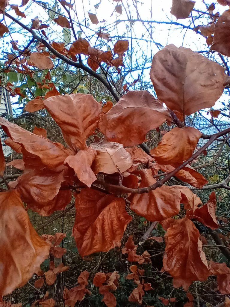 Leaves in the Garden